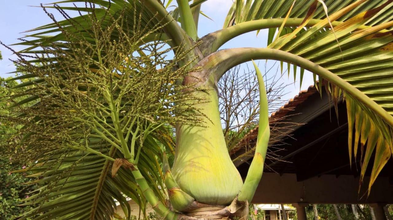 Tropical Villas Negombo Zewnętrze zdjęcie